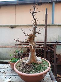 Bonsai di acero tridente