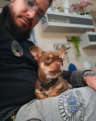 Cane chuahua