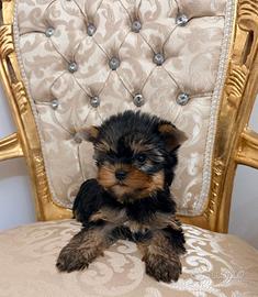 Yorkshire terrier con pedigree