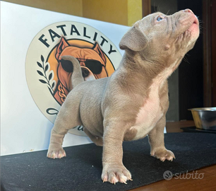 Cuccioli American Bully pocket