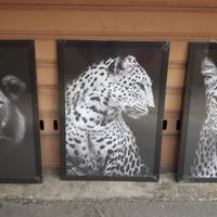 Quadri animal felini