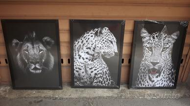 Quadri animal felini