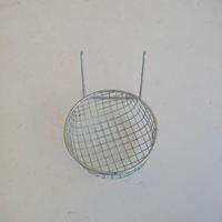 Esotico più canarino