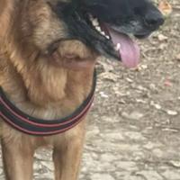 Pastore5 ann fem pedigree(di razza ma non iscritta