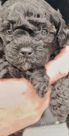 Barboncina toy silver