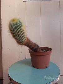 Notocactus leninghausii