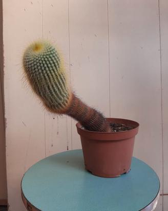 Notocactus leninghausii