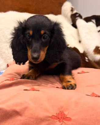 Cucciolo bassotto pelo lungo 2 mesi