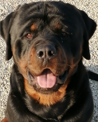 Rottweiler