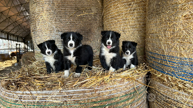 Border Collie a Bisacquino/Corleone