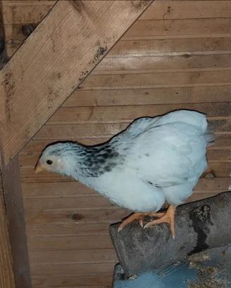 Pulcini di gallina Sussex Columbia