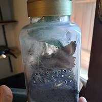 Migale caribena versicolor