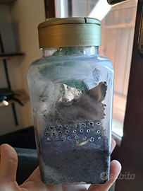 Migale caribena versicolor