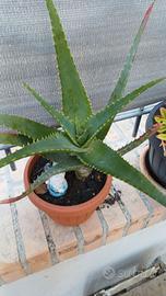 Pianta aloe vera