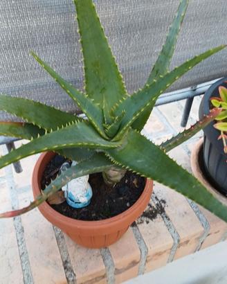 Pianta aloe vera