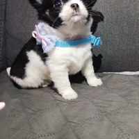 Chihuahua miny toy