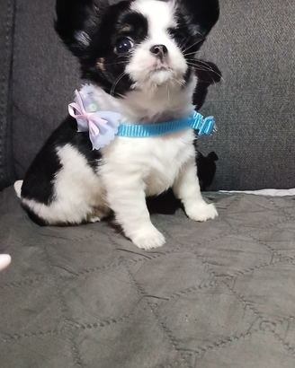 Chihuahua miny toy