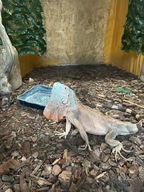 Iguana Rossa Adulta
