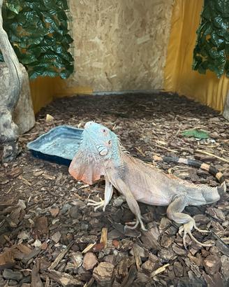 Iguana Rossa Adulta