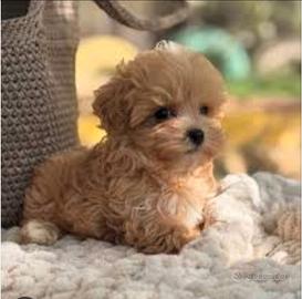 Barboncino toy maltipoo