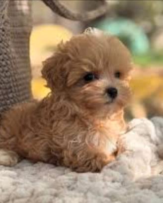 Barboncino toy maltipoo