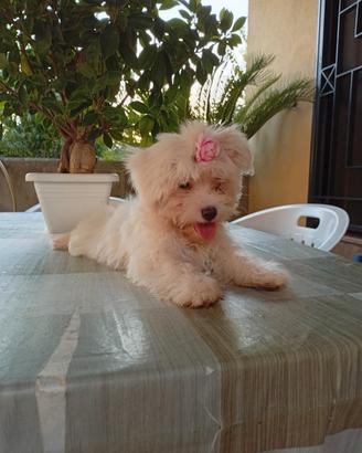 Cuccioli di Maltese