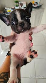 Cuccioli di bulldog francese