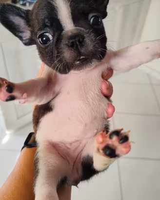 Cuccioli di bulldog francese