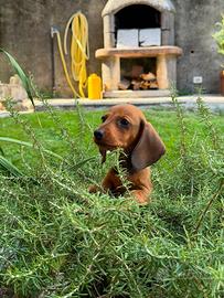 Ella - Cucciola Femmina di Bassotto Tedesco Fulva