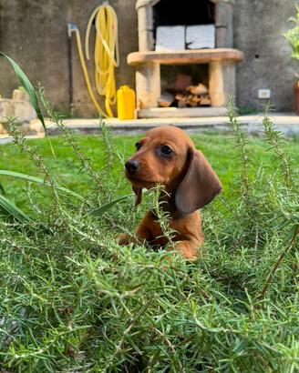 Ella - Cucciola Femmina di Bassotto Tedesco Fulva