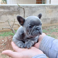 Cuccioli bulldog francese