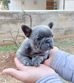 Cuccioli bulldog francese