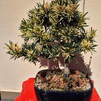 Bonsai porocarpus