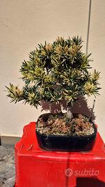 Bonsai porocarpus