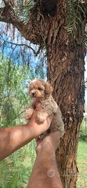 Maltipoo mini toy paga in 12 rate