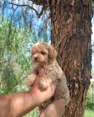 Maltipoo mini toy paga in 12 rate