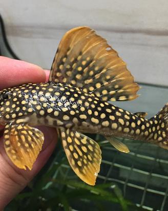 Scobinancistrus L14