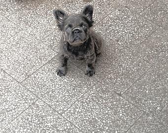Cuccioli di bulldog francese Fluffy Lilac