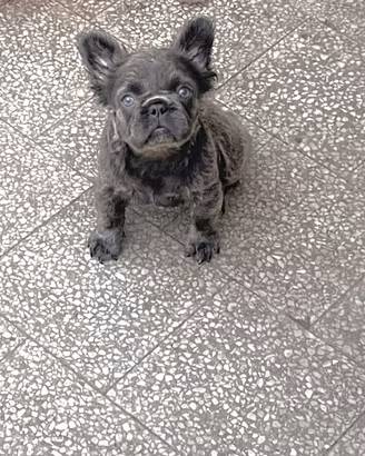 Cuccioli di bulldog francese Fluffy Lilac