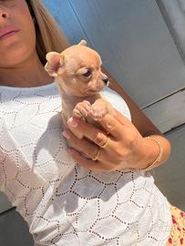 Chihuahua Toy