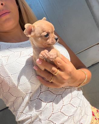 Chihuahua Toy