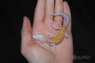 Geco leopardino