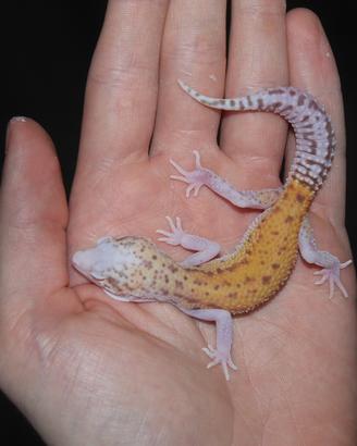 Geco leopardino