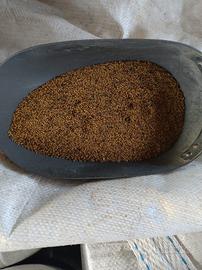  semi di erba medica 