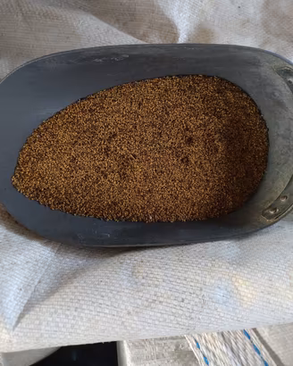  semi di erba medica 