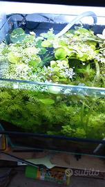 piante facili per acquario dolce 