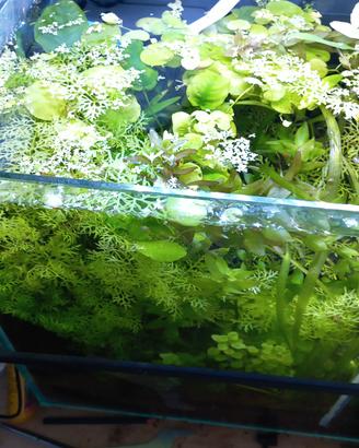 piante facili per acquario dolce 