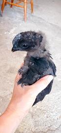 Pulcinotti di Cemani