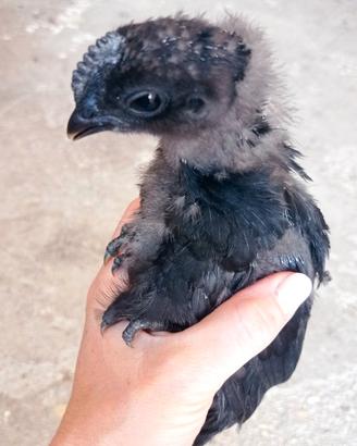 Pulcinotti di Cemani