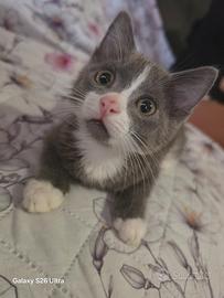 Cuccioli di gatto